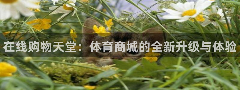 探球体育比分：在线购物天堂：体育商城的全新升级与体验