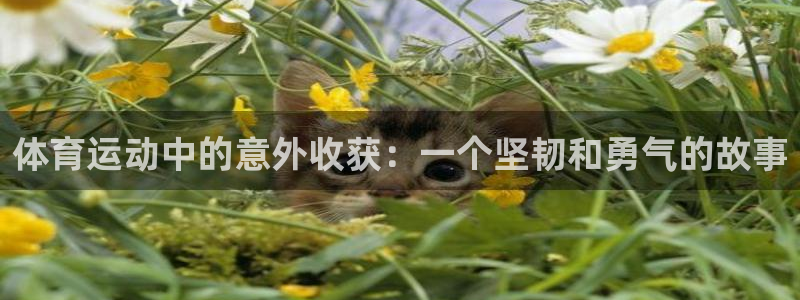 探球体育即时比分：体育运动中的意外收获：一个坚韧和勇气的故事